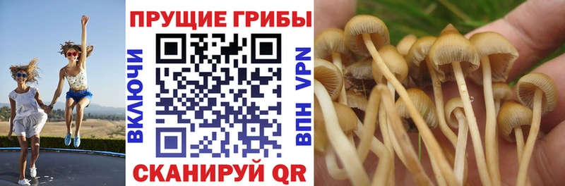 где найти   Инсар  Псилоцибиновые грибы мицелий 